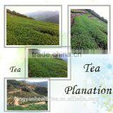 Factory Direct Class One Tiekuanyin Oolong Tea thumbnail-3