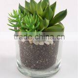 5.3 x 5 cm Artificial Flower Mini Succulent in Round Glass Pot. thumbnail-1