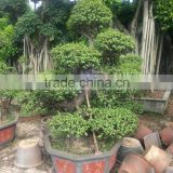 Natural Portulacaria afra for outdoor plant