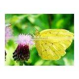 Self Adhesive Matt PP Film 180