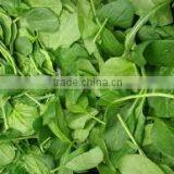 Fresh Spinach Turkish Dried Spinach Turkey by ALDERA QUALITY thumbnail-1