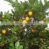 Grade A Fresh Navel Orange, Fresh Fruit thumbnail-5
