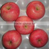 red fuji apple price