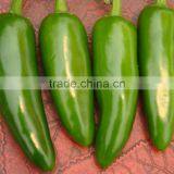 Small Hot Pepper/Chilli Seed Bullet No.2 thumbnail-4