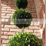 White Potted Preserved Triple Boxwood Balls Tree thumbnail-2