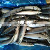 Frozen Mackerel Sell Market and for Canned Best Price thumbnail-2