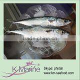 High Quality Fresh Mackerel Lot Number#kmw4032 thumbnail-1