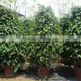 Ficus Benjamina Tower Shape thumbnail-2