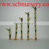 Lucky Bamboo Straight Bamboo Dracaena Sanderiana thumbnail-1