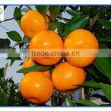 Nanfeng Honey Baby Orange thumbnail-1