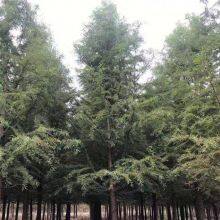 Prices of Jiangsu Chinese Swamp Cypress, Price List of Chinese Swamp Cypress Base, Chinese Swamp Cypress Manufacturers thumbnail-3