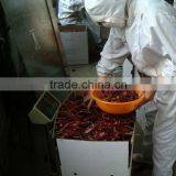 2013 Popular Product Dried Chili Peppers thumbnail-3