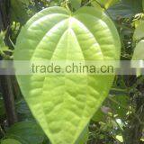 Fresh Betal Leaf for Sale thumbnail-1