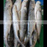 Frozen Grey mullet(qutted and scaled) mugil albacares
