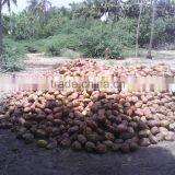 Husked Coconuts From Tamilnadu thumbnail-3