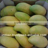 Delicious Sindhri Mango of Pakistan