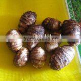 Fresh Taro thumbnail-1