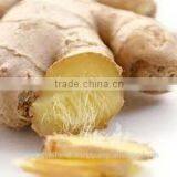 Fresh Ginger thumbnail-1