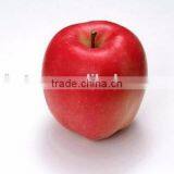 Natural Apple Peel Extract Procyanidin b2 thumbnail-6