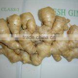 New Fresh Ginger thumbnail-1