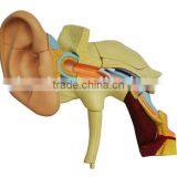 Model of Human Ear (mini Size)