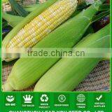 CO04 Gantian No.3 Early Maturity op Yellow Sweet Corn Seeds for Sale thumbnail-1