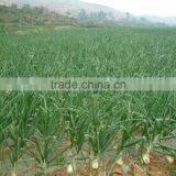 Mini Farm Machinery Garlic Seeder Machinery thumbnail-6