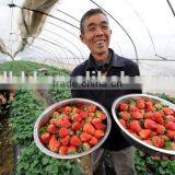 Vegetable &Fruit Used Pvc Greenhouse thumbnail-5