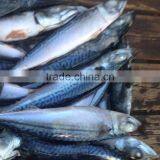 MACKEREL PIKE MACKEREL SEA FROZEN FISH , PACIFIC MACKEREL thumbnail-2