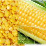 IQF Sweet Corn thumbnail-1