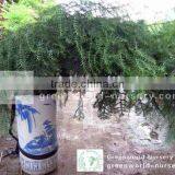 Araucaria Heterophylla Outdoor and Indoor Bonsai Trees thumbnail-1