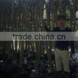 Lagerstroemia Indica Trunk Height 1.7-2.2m thumbnail-6