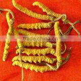 Natural Raw Herbal Health Product Cordyceps thumbnail-1