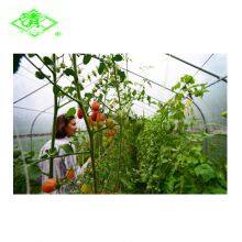 5 Layer UV Agricultural Plastic Film for Greenhouse Tomato Planting thumbnail-1