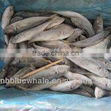 Fresh Fish Exporters