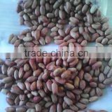 peanut kernel;blanched peanut;peanut inshell; fried peanut;roasted peanut inshell