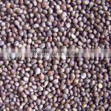 China Perilla Seed Brown, 2014 Crop thumbnail-1