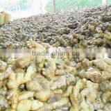 Good Price, High Quality Fresh Ginger thumbnail-1