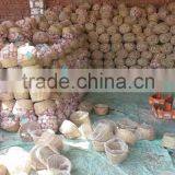 Liliaceous Vegetabless Product Type and Garlic 2017 thumbnail-2