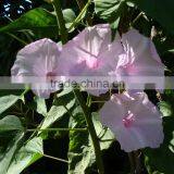 Ipomoea tricolor Ipomoea Pink Prince Rubro Coerulea