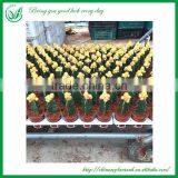 Ornamental Indoor Graft Mini Cactus Bonsai thumbnail-4