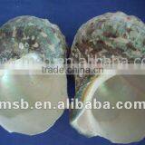 Natural Raw Moonlight Shell Turbo Conch/cowrie