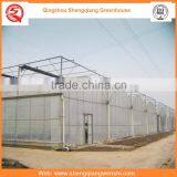 Agriculture Equipment Multi-span 8.0m PE Film Agriculture Greenhouse Plastic for Sale thumbnail-1