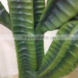 CHY030929 Landscaping Decprative Cactus/Real Touch Lucky Cactus Sale thumbnail-4