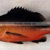 Red Snapper ( Bohar) thumbnail-1
