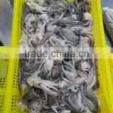 Frozen Fresh BQF Squid Head no Chemical Treated in Sale thumbnail-4