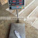 Bonito Fish Frigate Tuna Fish Bonito 300-500G thumbnail-1