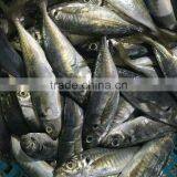 New Fish Frozen Horse Mackerel Seafood for Sale thumbnail-3