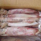 LOLIGO SQUID/ ARROW FISH/ INKFISH/ CALAMARI thumbnail-2