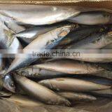 Sea Frozen Mackerel 300-500g 2016 thumbnail-5
